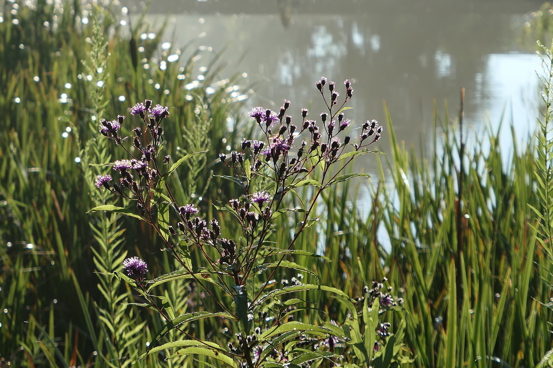 purple asters, I think, and cattails by the water, lit by morning sun