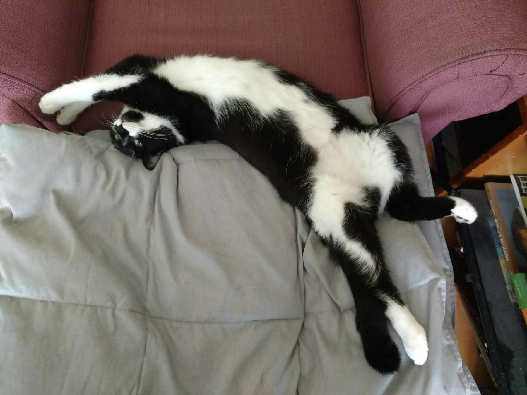 a black and white cat lies fully stretched out on a blanket with her belly showing