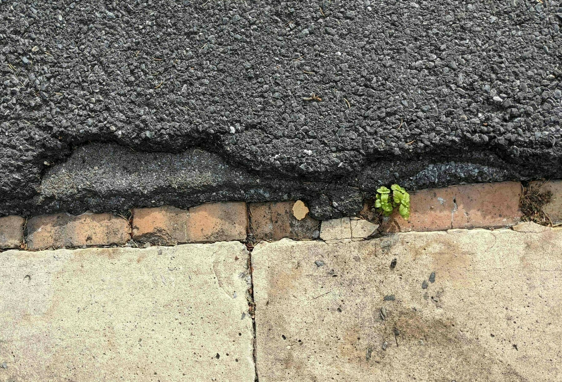 a small green plant grows in a gap on the edge of an asphalt road that reveals an older brick road below