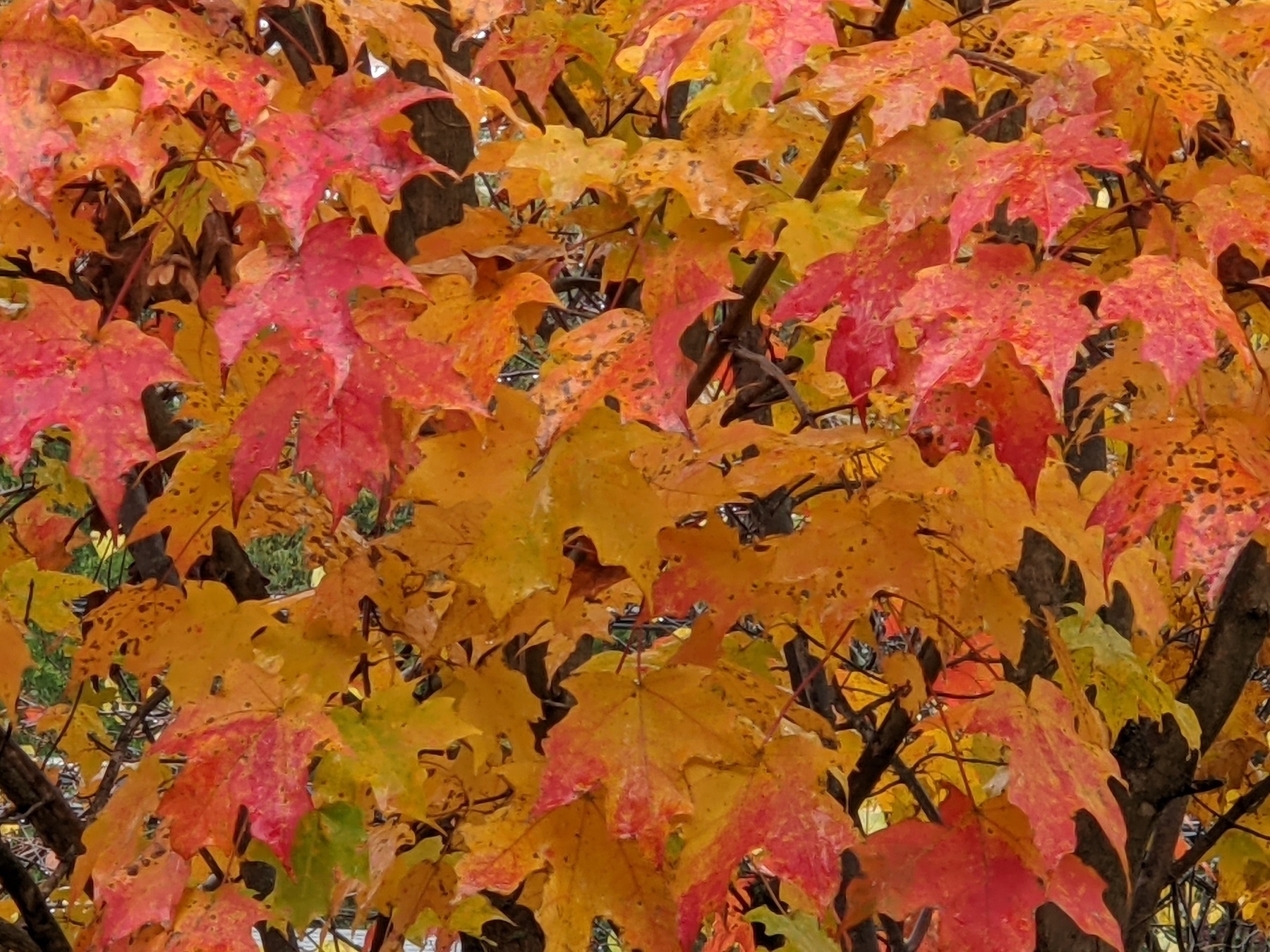 close-up of leaves on a sugar maple tree colored red, pink, orange, and yellow