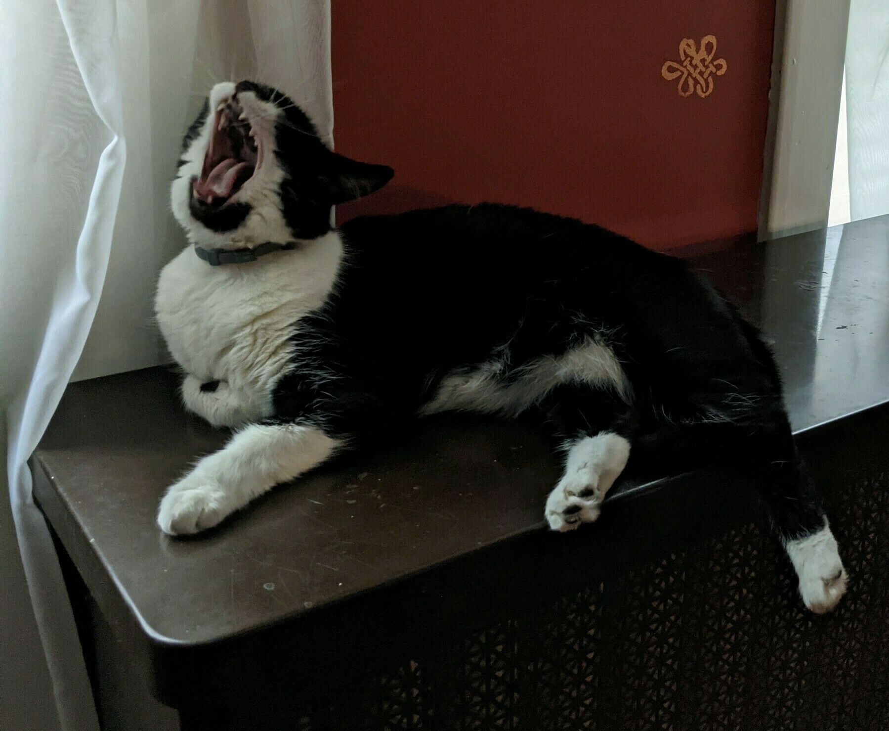 a black and white cat lying on top of a radiator cover