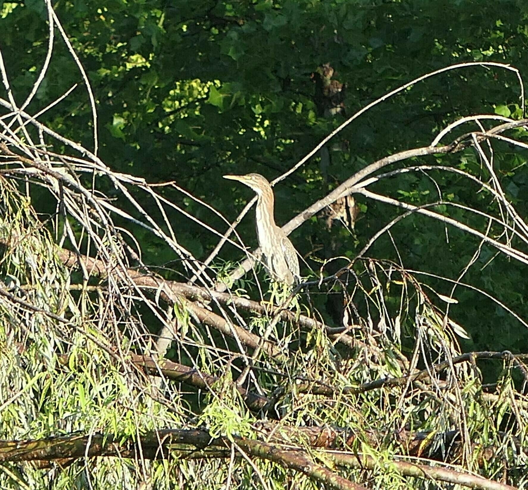 green heron on a tree branch, looking alert
