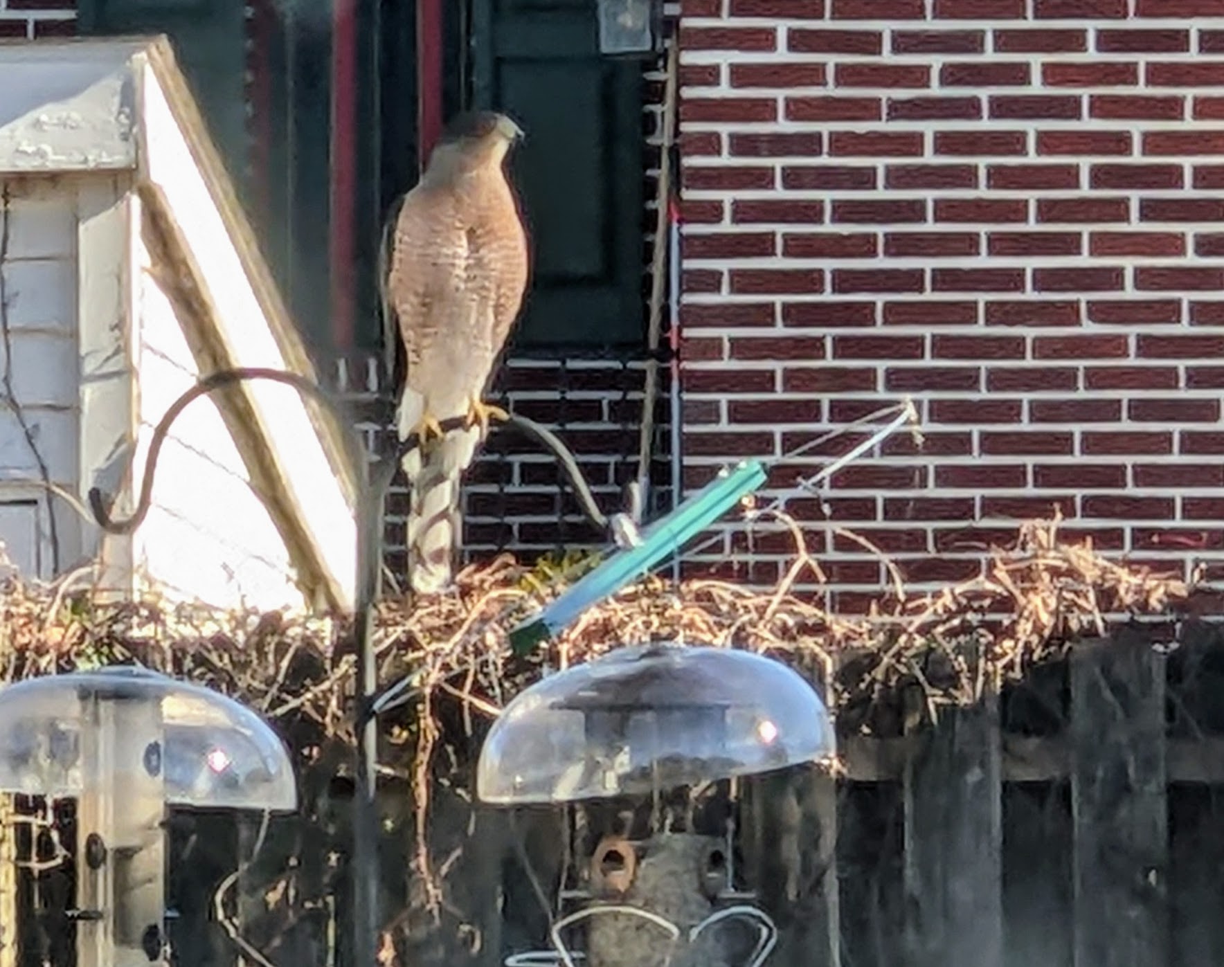 front view, Cooper's hawk, sitting on top of a bird feeder