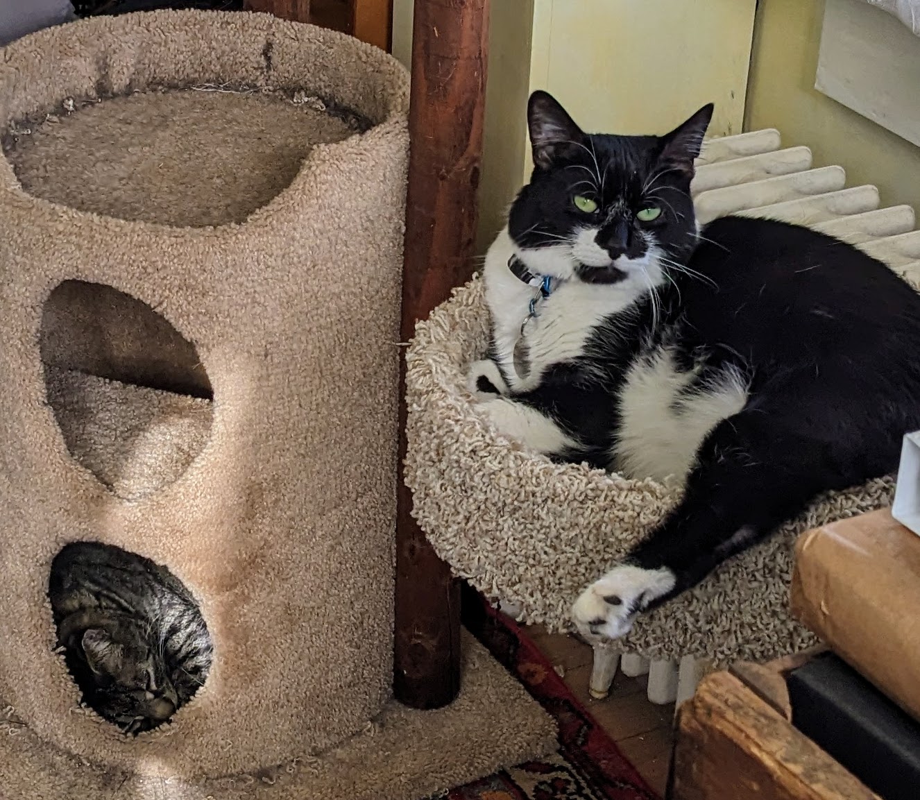 two cats lounging on cat trees in a home office