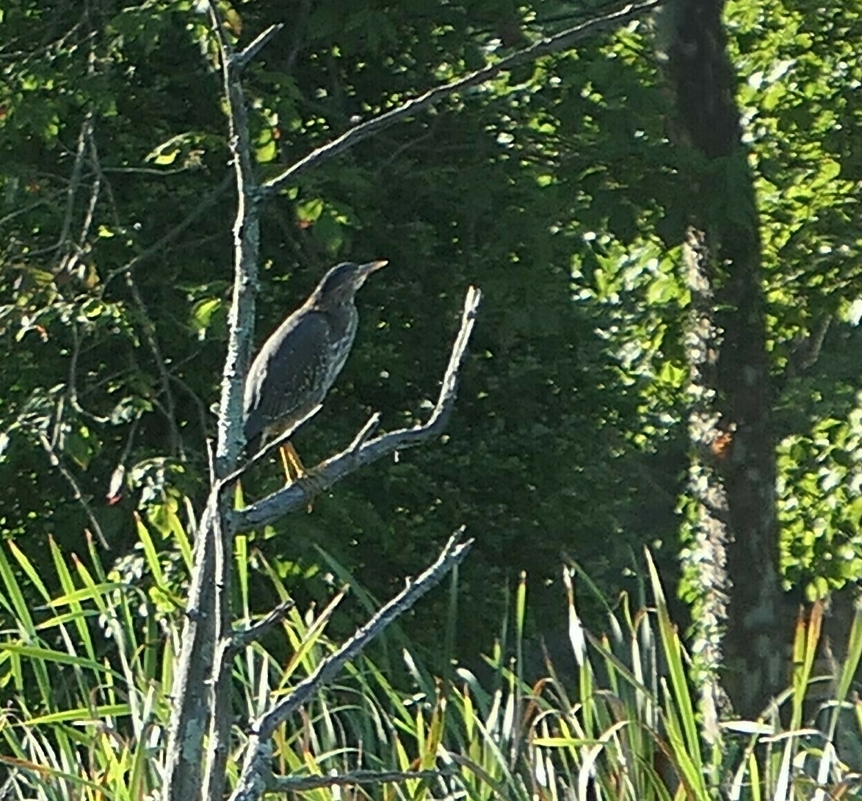 a green heron perching on a dead tree branch