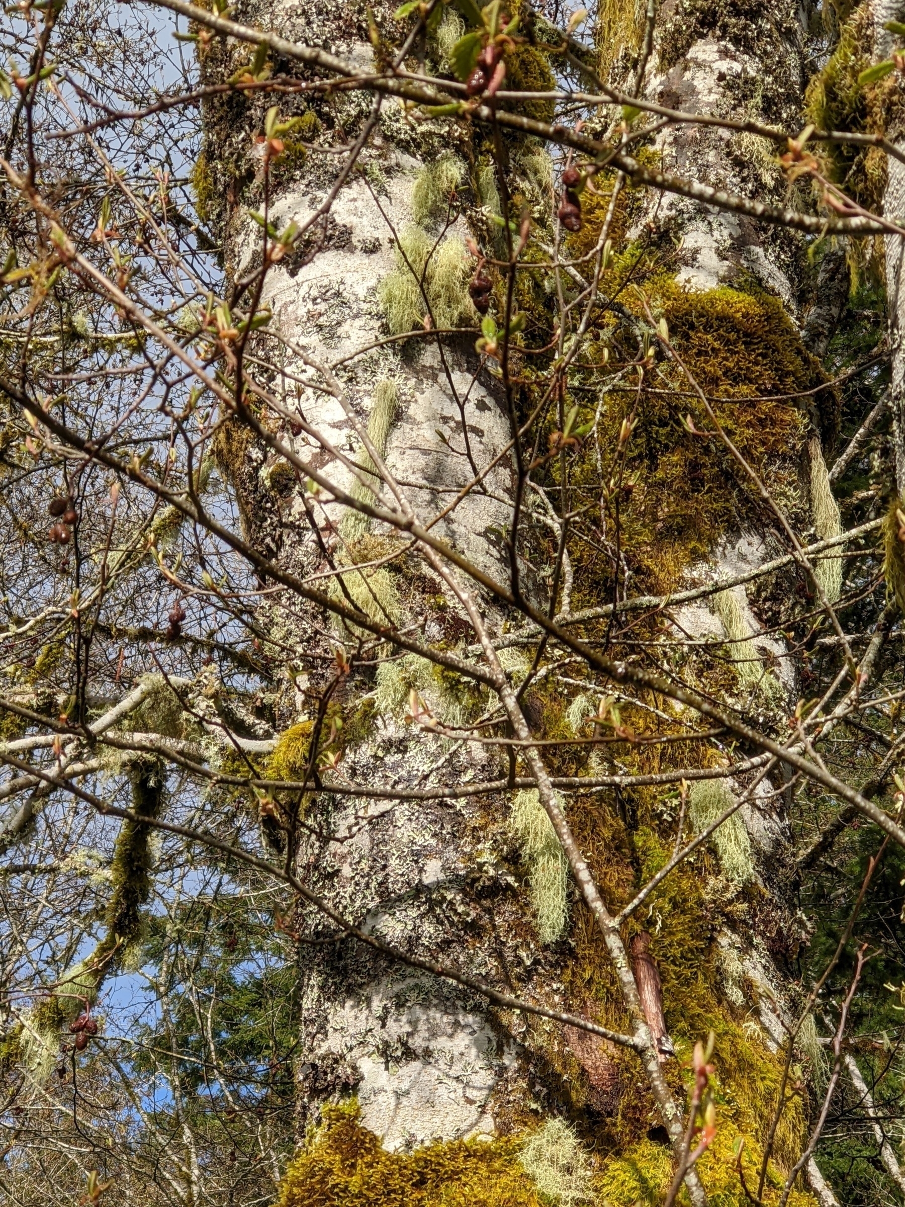 a tree in a forest with its trunk and branches covered with several different kinds of moss