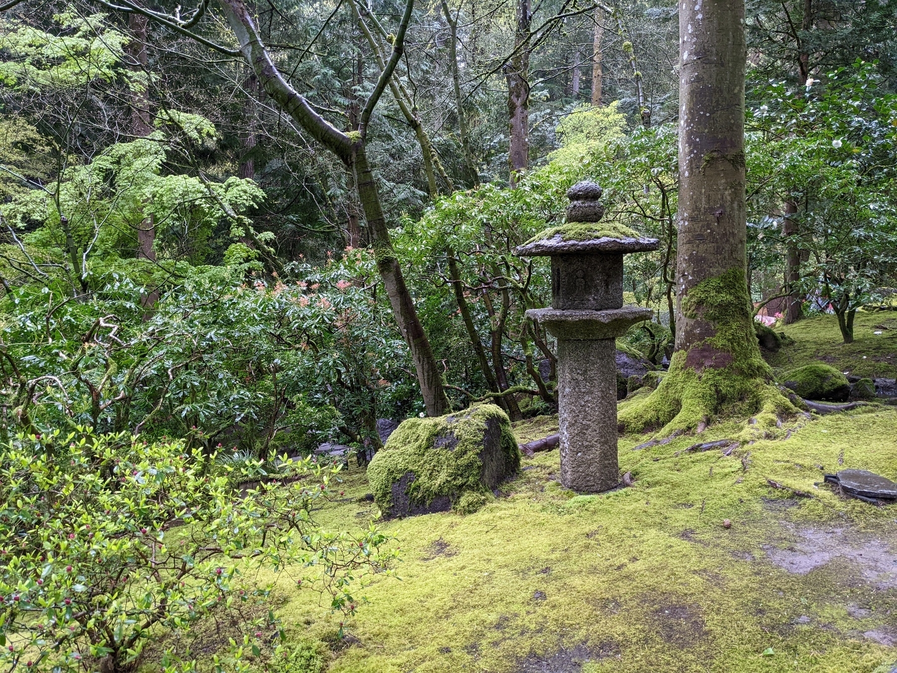 a moss-covered Japanese stone lantern in a garden, set in a bed of moss under a tree