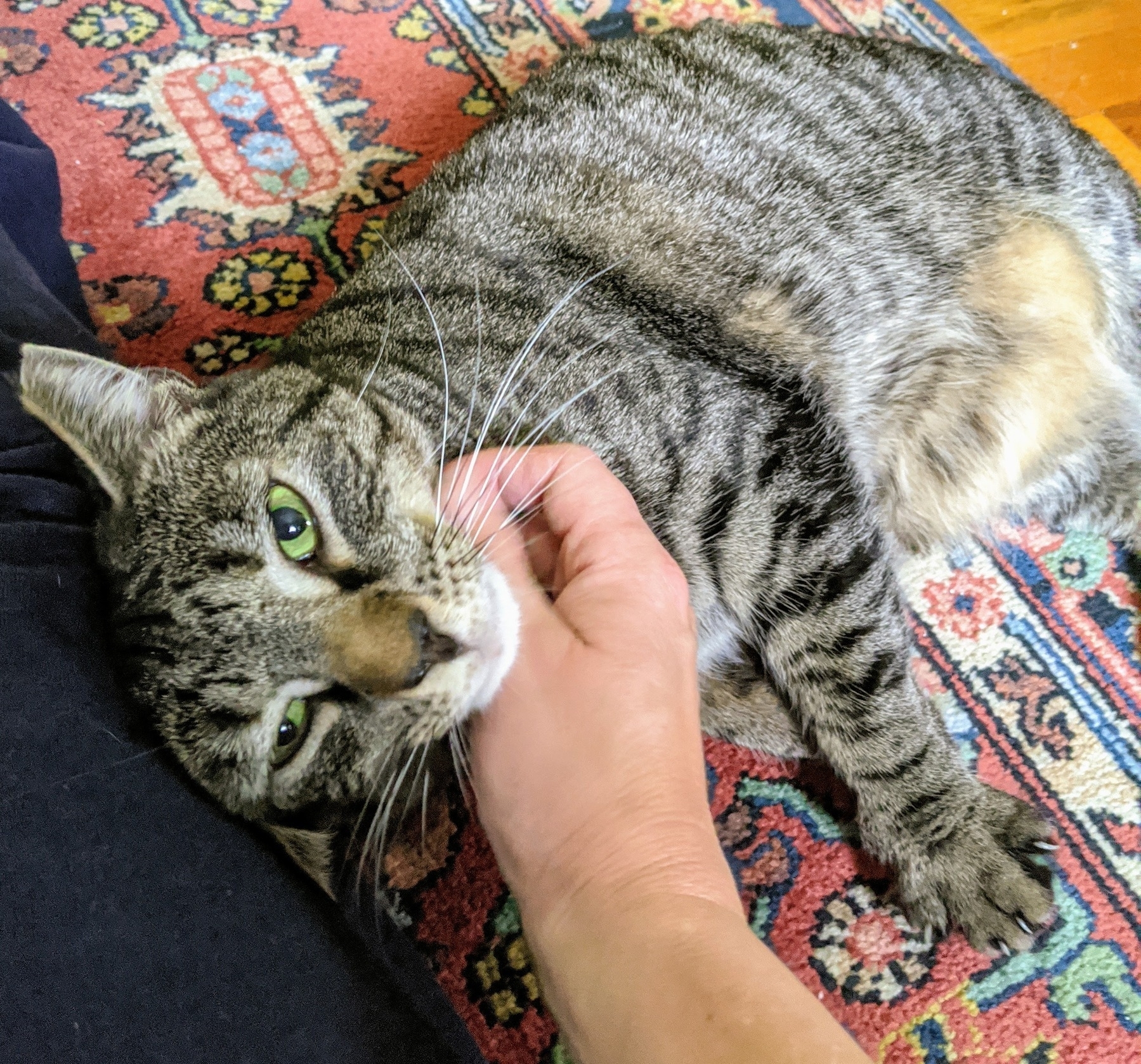 the handsomest stripey cat in the world gets cuddled