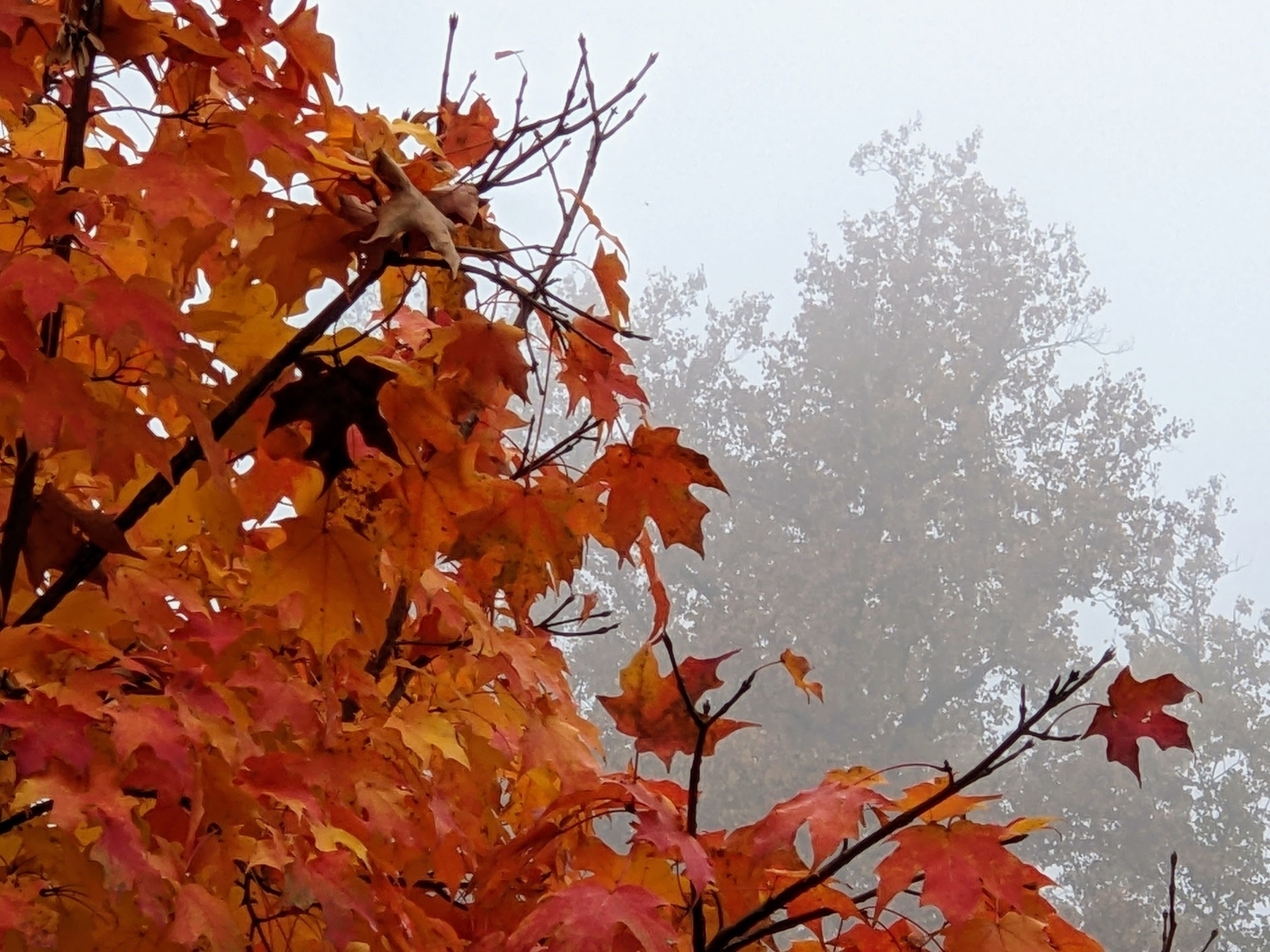 orange and red leaves on sugar maple in foreground, silhouette of another tree, partially hidden by mist, in the background