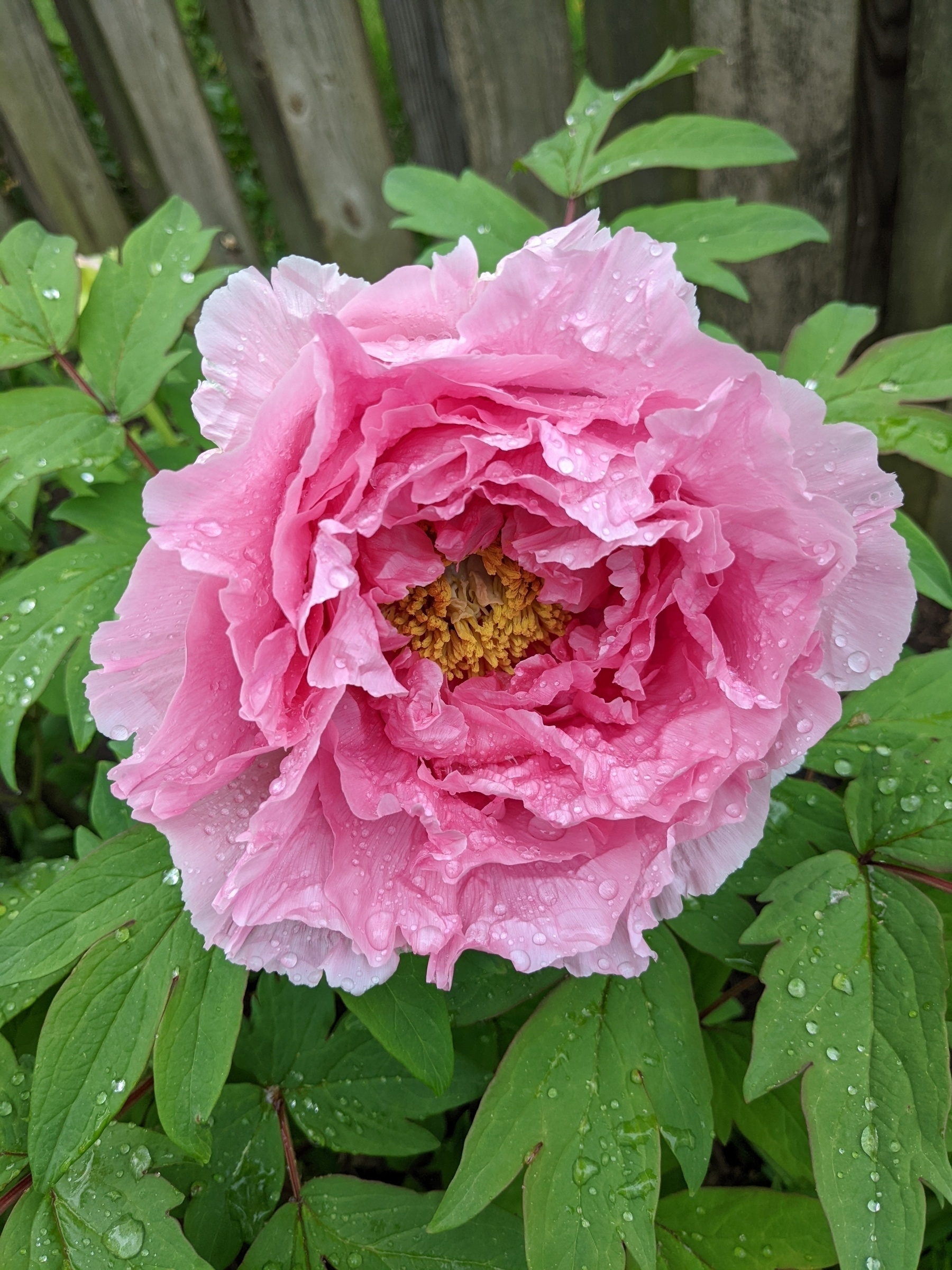 pink tree peony blossom, in peak bloom, covered with raindrops